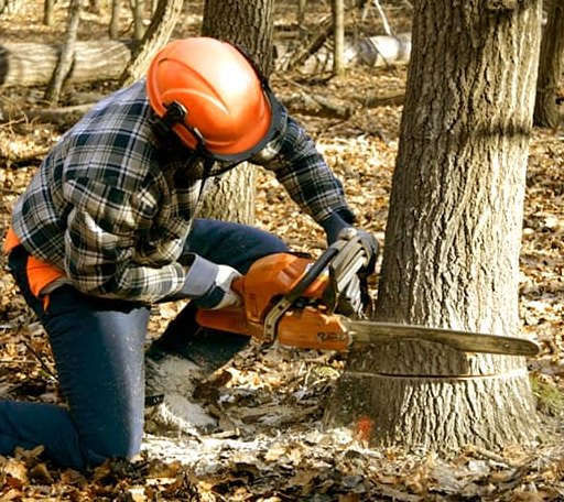 Tree Removal in Dunfermline, IL